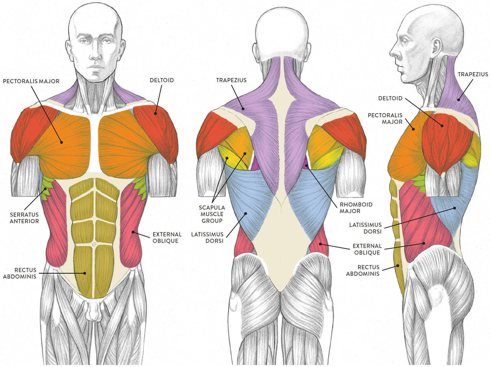 Torso Muscle Anatomy