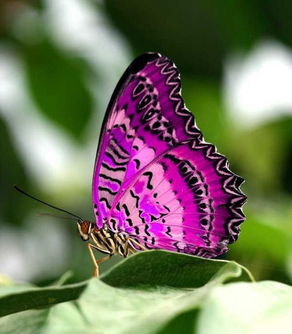 nature-butterfly-violet-Favim.com-471308