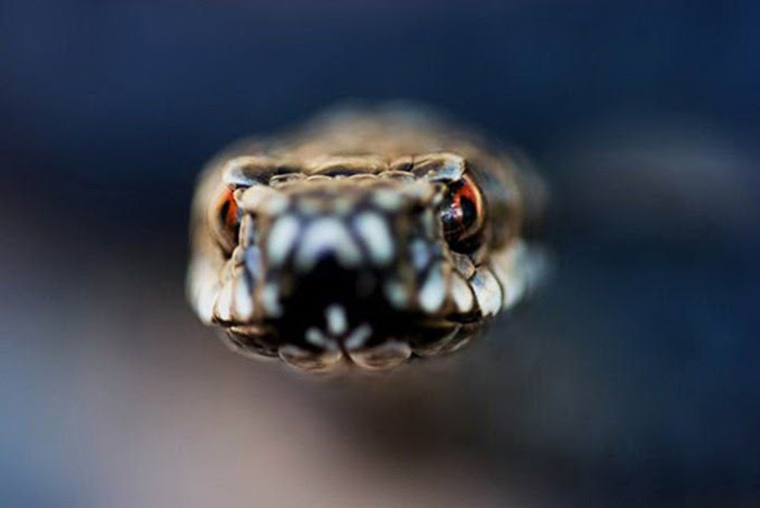 animal-photography-snake (700x467, 50Kb)