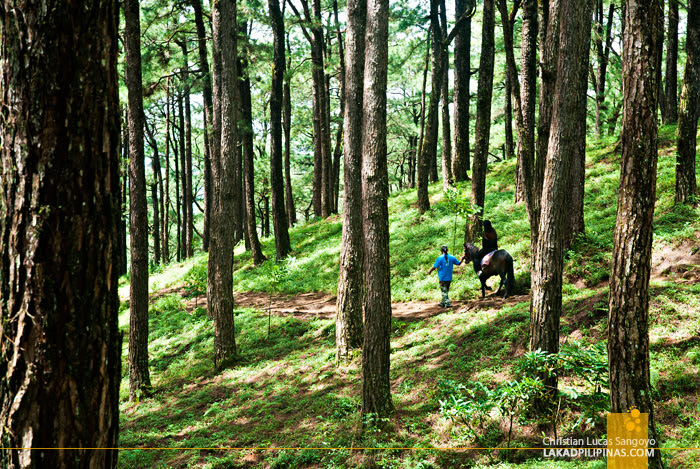 Baguio City's Pine Forest