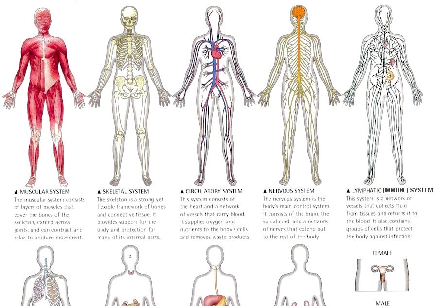 Body Systems And Their Organs And Functions