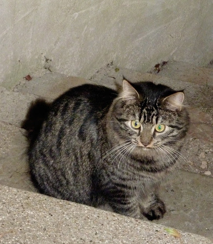 P1030473_bis