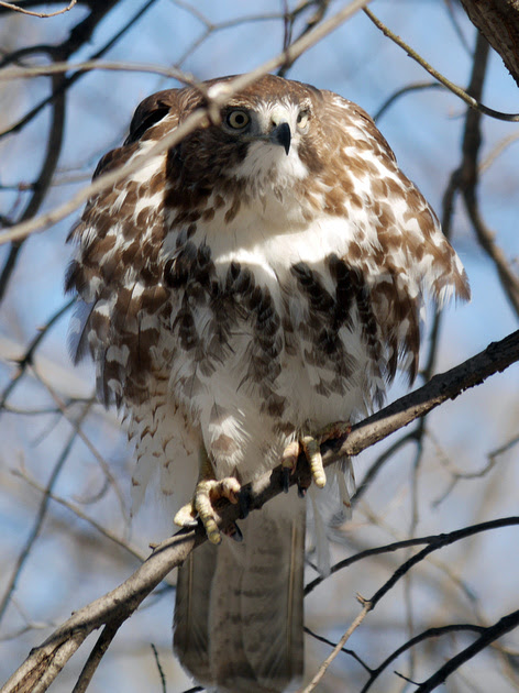 Ed Gaillard: birds &emdash; Fluffed-up Red-Tailed Hawk, Central Park
