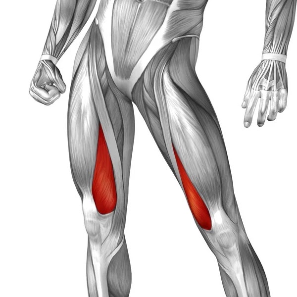 Upper Leg Tendon Anatomy - labeled muscles of lower leg - Yahoo Search