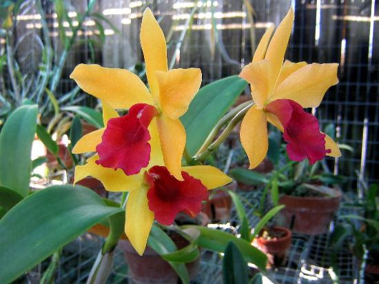 cattleya figure