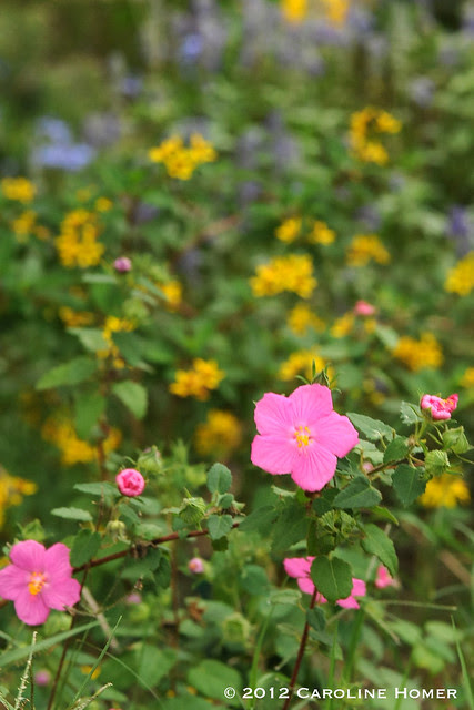 Rock rose, thyrallis, Mealy Blue sage, esperanza