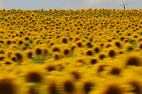 sunflowers_8922 web
