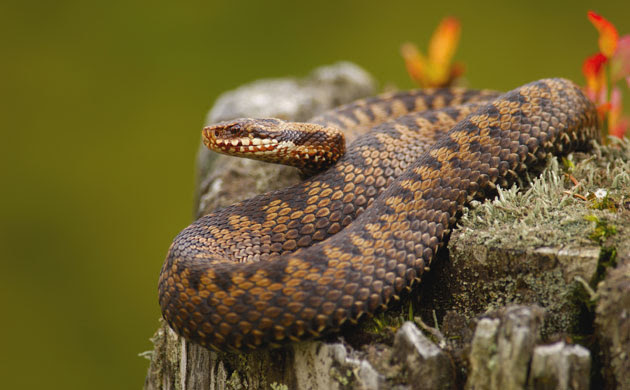 snakes in decline: EKF00570