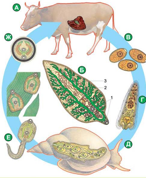 a laposféreg paraziták fontossága