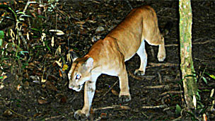 Puma