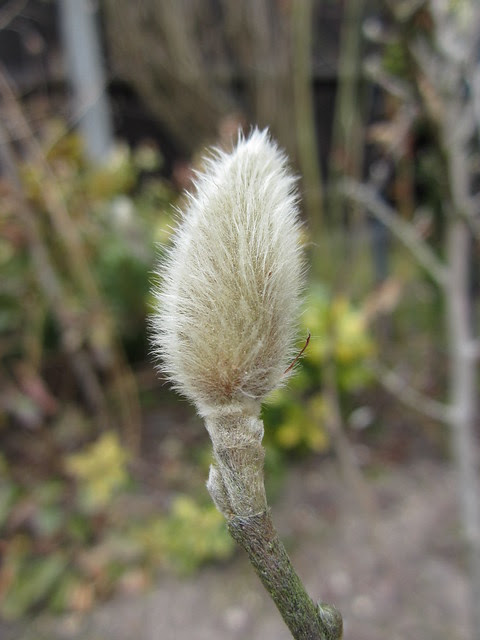 pussywillow (1)