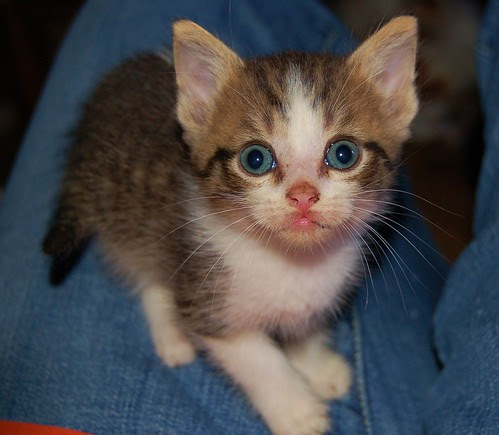 I claim this crotch in the name of Kittenville!