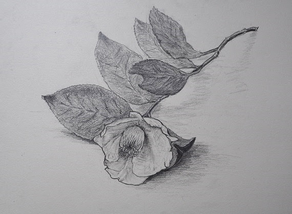 トップ100デッサン し やすい 花 最高の花の画像