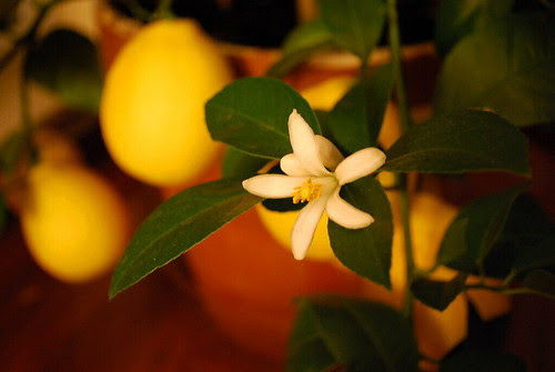 meyer lemon blossom