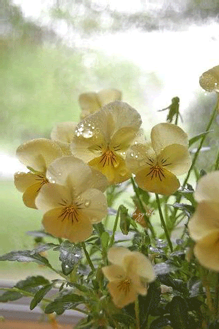 Нежные цветочки