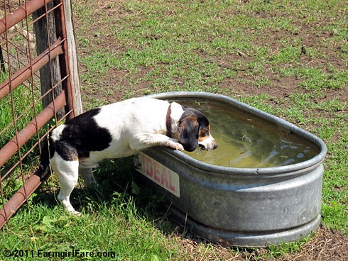 Beagle Bert and the water tank 1 - FarmgirlFare.com