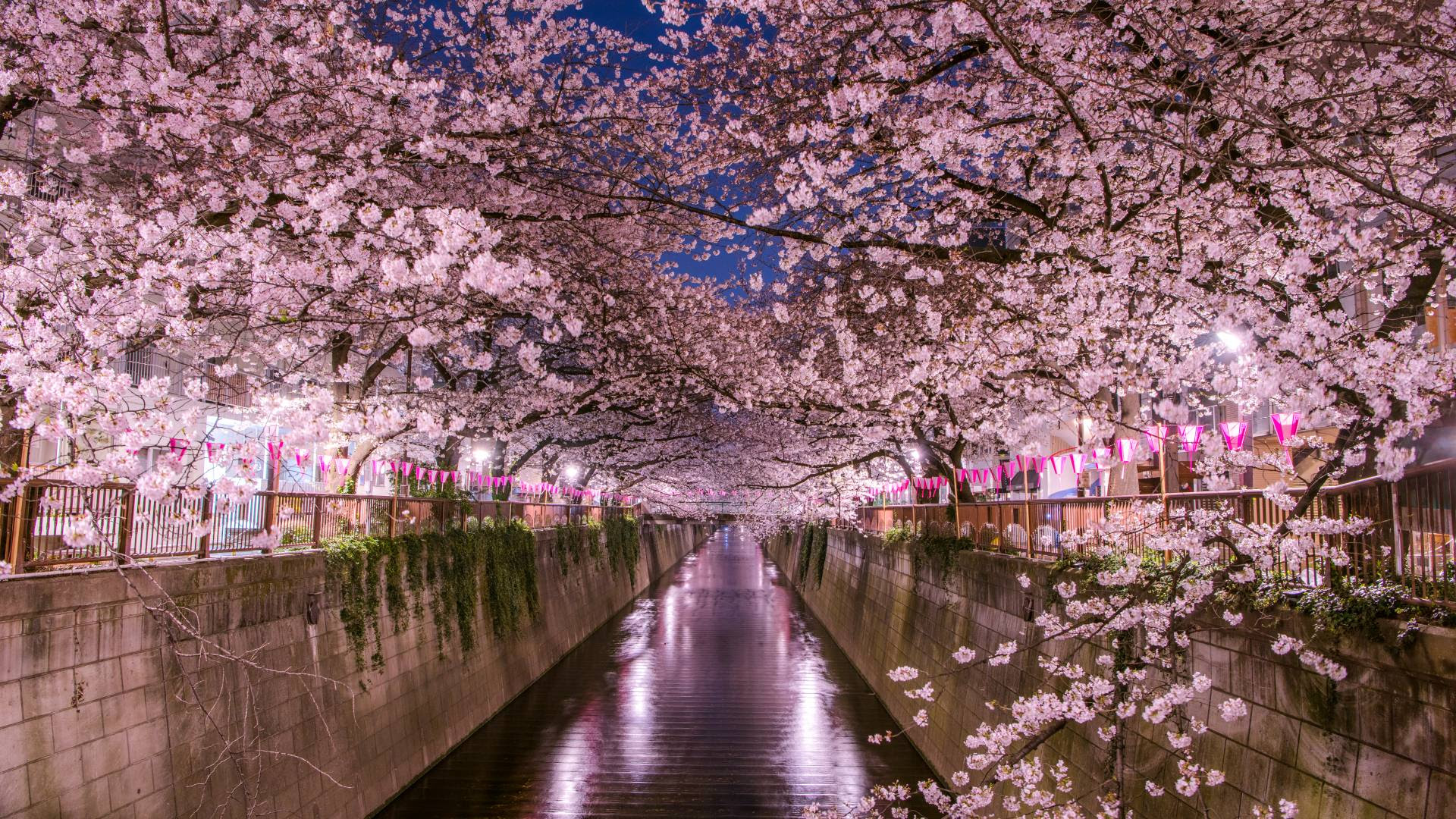 BLOG CHINATUR Previsão do Japão Cherry Blossom 2022 quando e onde ver