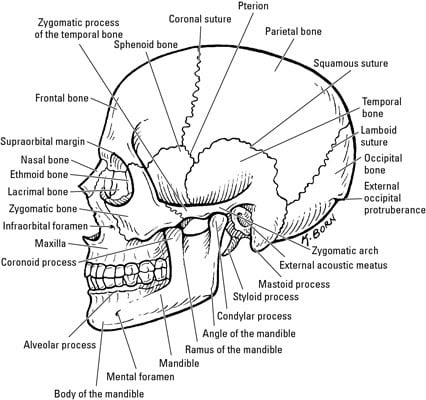 How Many Bones In The Face And Head / Bones of the Human Skull - ScienceAid