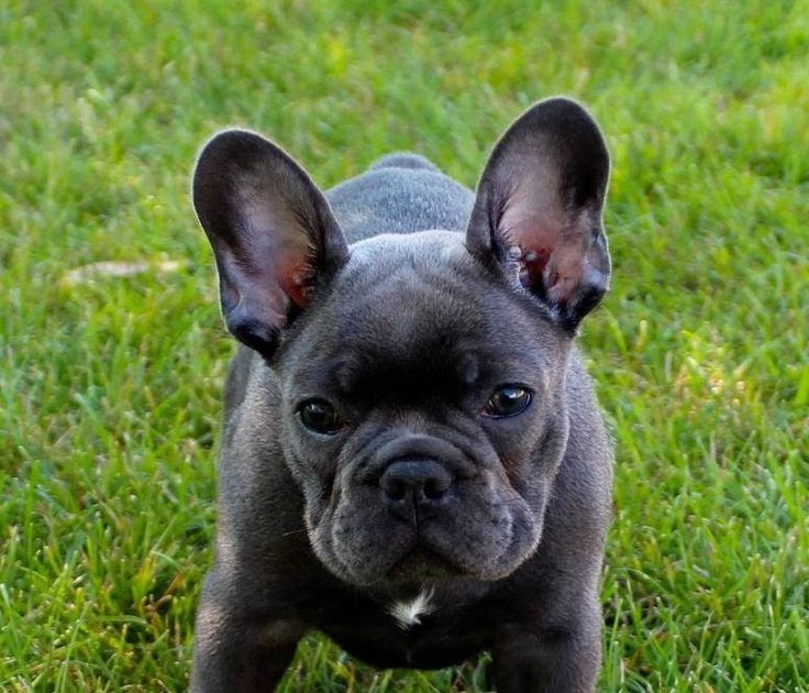 Fluffy Frenchie Puppies For Sale In Texas / Faboo Blue