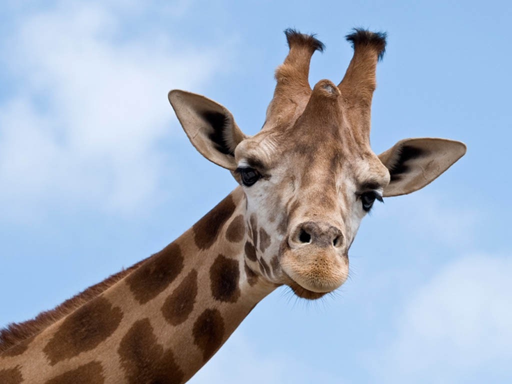 Resultado de imagem para girafa da um beijo