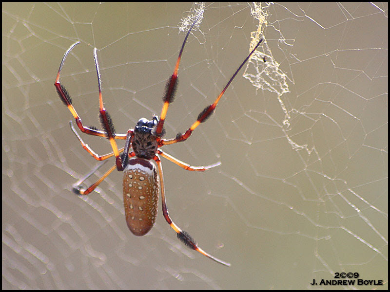 Golden-silk Spider