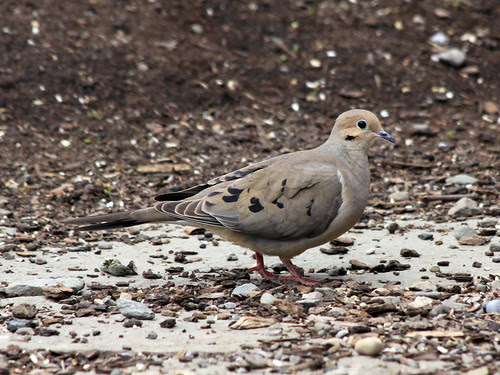 Mourning Dove detail