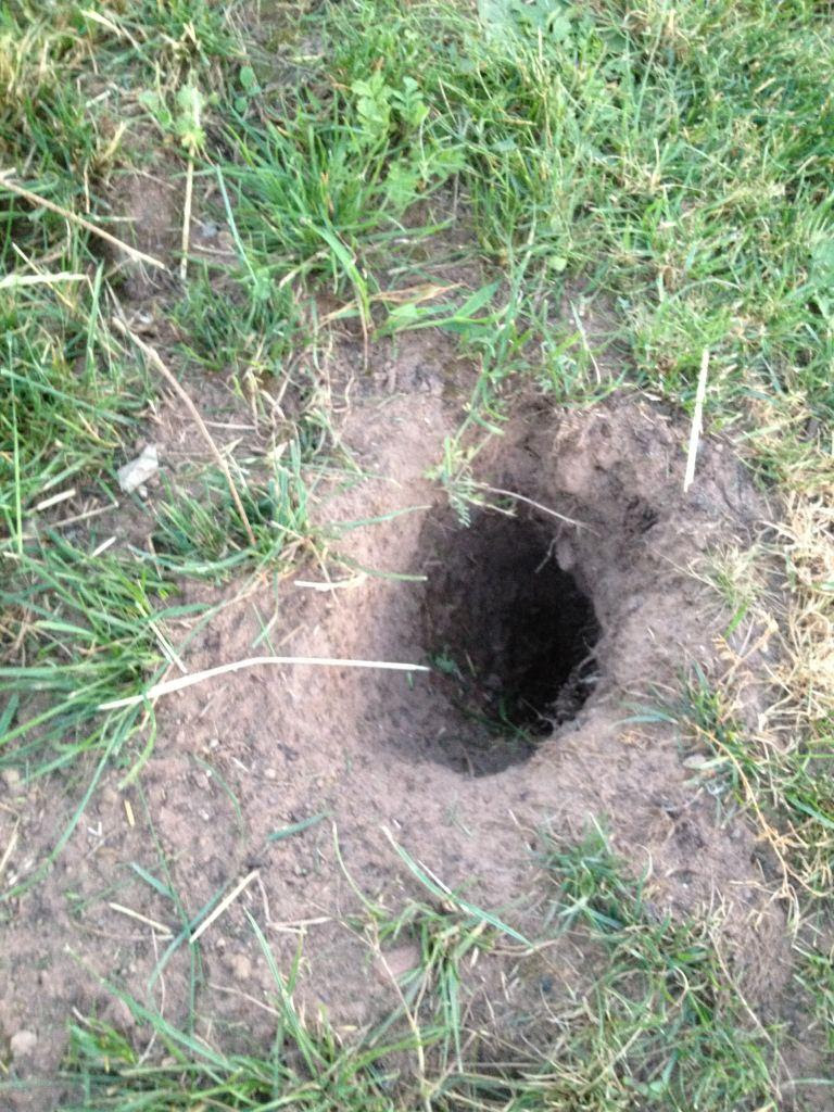 35+ schön Bilder Welches Tier Buddelt Löcher Im Garten