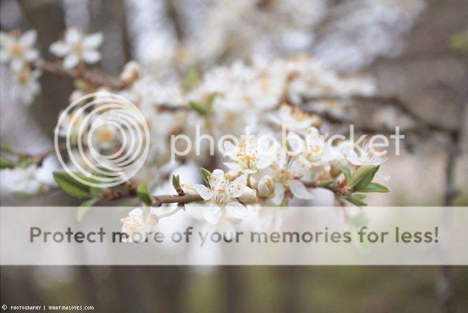 http://i402.photobucket.com/albums/pp103/Sushiina/cityglam/spring2-1_zpse0dbc594.jpg?t=1365352242
