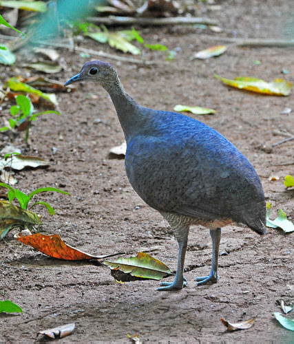 tinamou