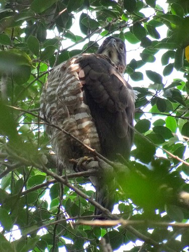 鳳頭蒼鷹/無限台南