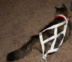 Montana in harness