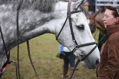 Showjumping