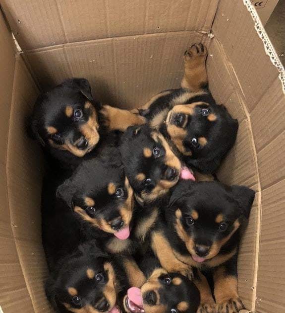Box o' Puppies.