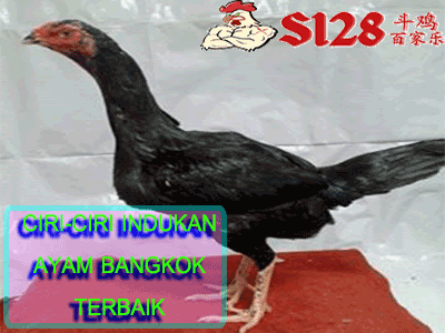 Ayam Bangkok Super Betina Ayam Mania