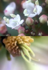 Jan blooming