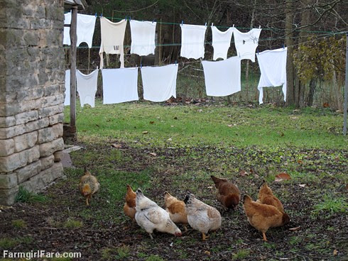 (1) Drying whites and hungry hens - FarmgirlFare.com