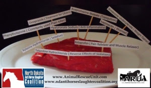 Phenylbutazone, a human carcinogen, is prevalent in U.S. horse meat, along with numerous other drugs banned by the FDA in food animals. (photo: Animal Rescue Unit)