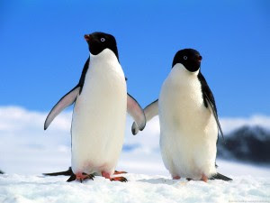 How to Recover From the Ravages of Google Penguin and Panda How to Recover From the Ravages of Google Penguin and Panda image companions adelie penguins 300x225
