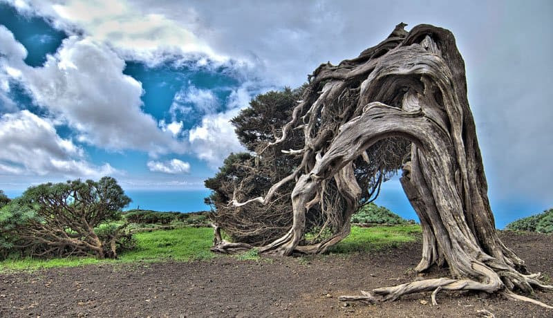 Sulit Dipercaya Tapi Inilah 9 Bentuk Pohon Paling Aneh Di Seluruh Dunia Pertama Seperti Ruku Halaman All Tribun Travel