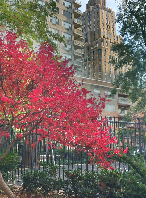Washington Square Park, Sunday morning
