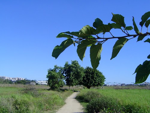 寬腹螳螂/無限台南