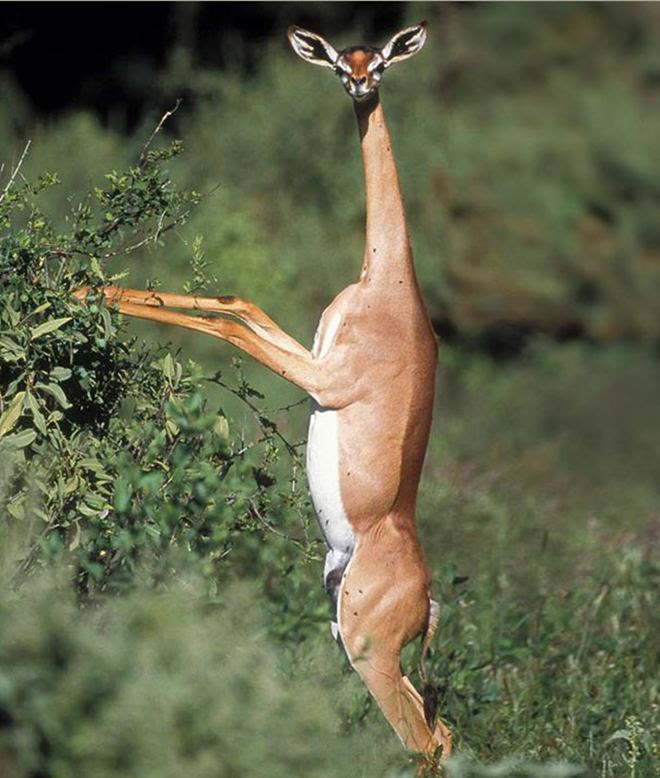 gerenuk