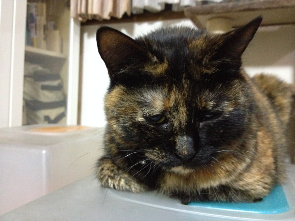 サビ 猫 画像 イメージコレクション