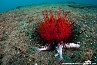 Radial Sea Urchin feeding on dead fish - Lembeh