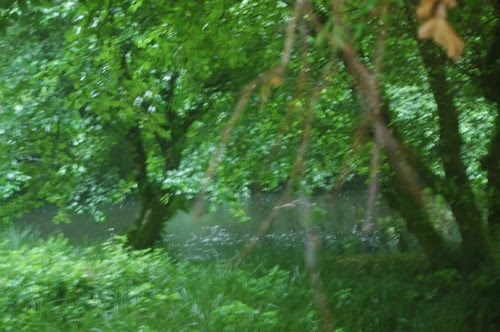 Mosquito Swamp