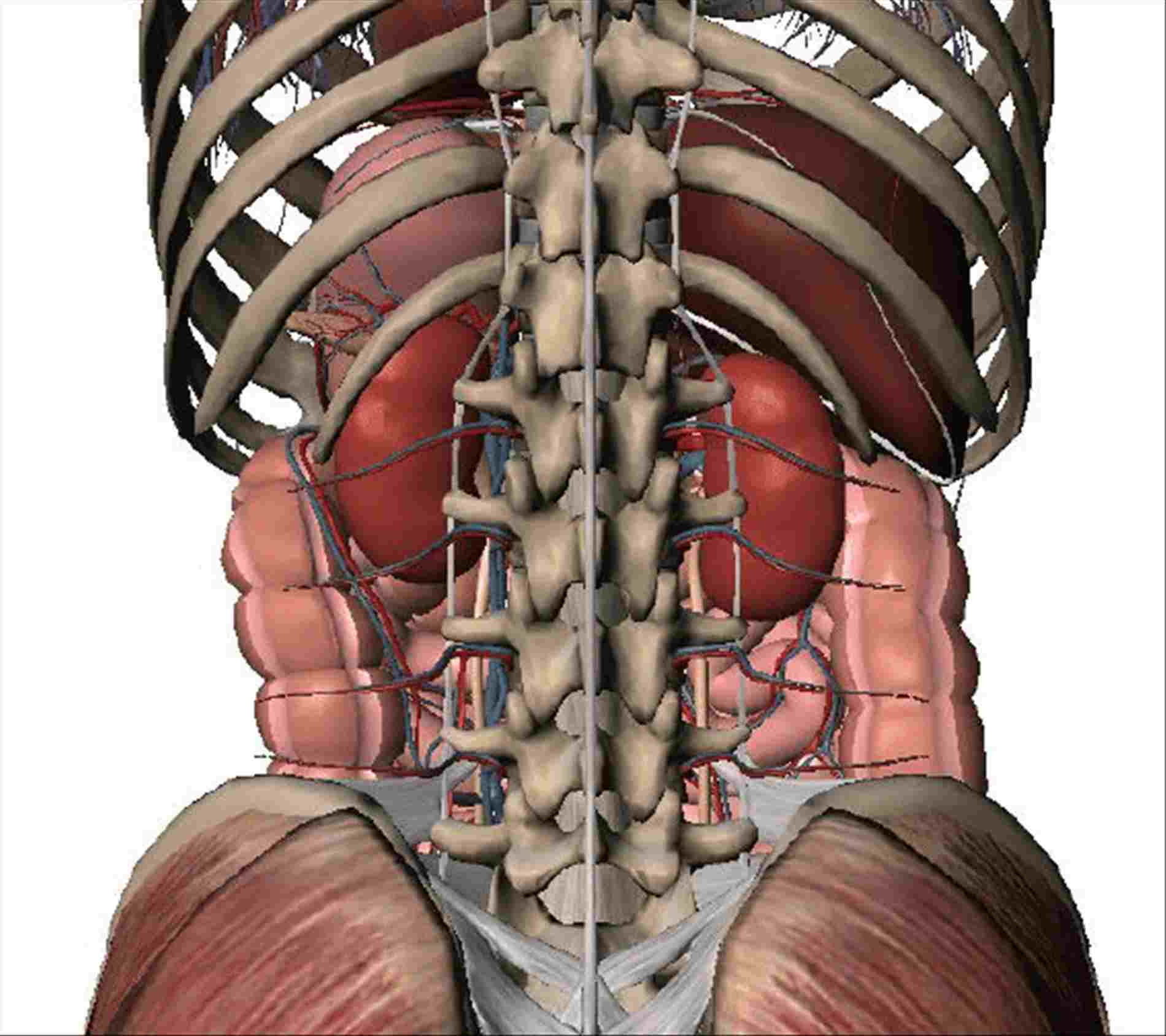 Abdominal Anatomy Organs - Rear Organs of the Upper Abdomen Model K22/2
