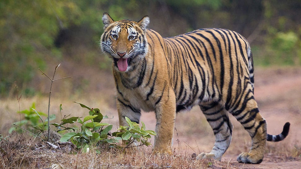 Pictures Of Animals Going Extinct Pictures of Nnature