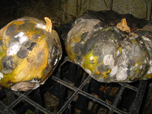 pumpkins stored too cold