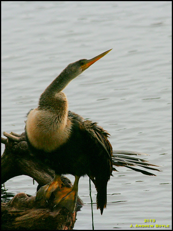 Anhinga Anhinga