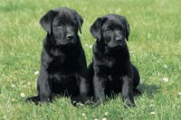 Cachorros de Labrador